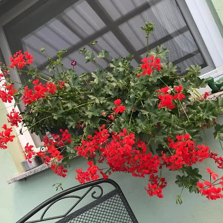 Homestay Lorenz